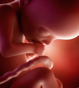 23eme Semaine De Grossesse 25 Sa Cote Bebe Et Maman 6eme Mois