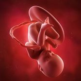 Calendrier De Grossesse Semaine Apres Semaine