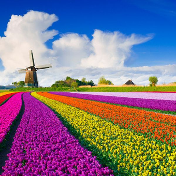 Viagem: campos de flores incríveis pelo mundo