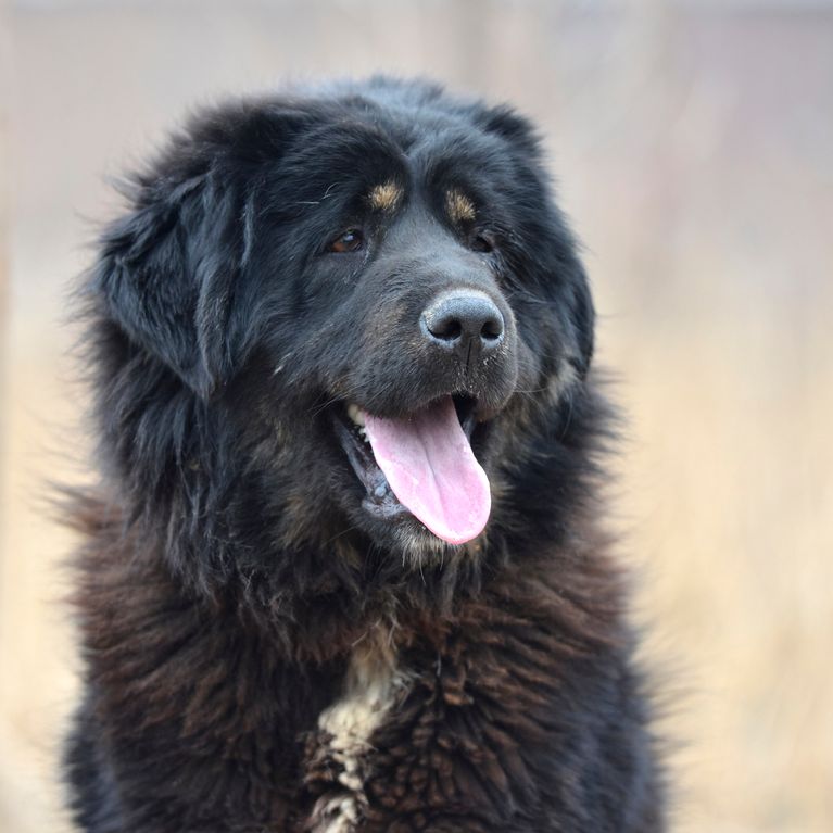 33+ nett Vorrat Hund Bellt Im Garten Hund Bellt Im Garten Warum