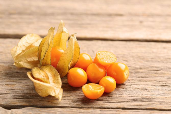 Physalis