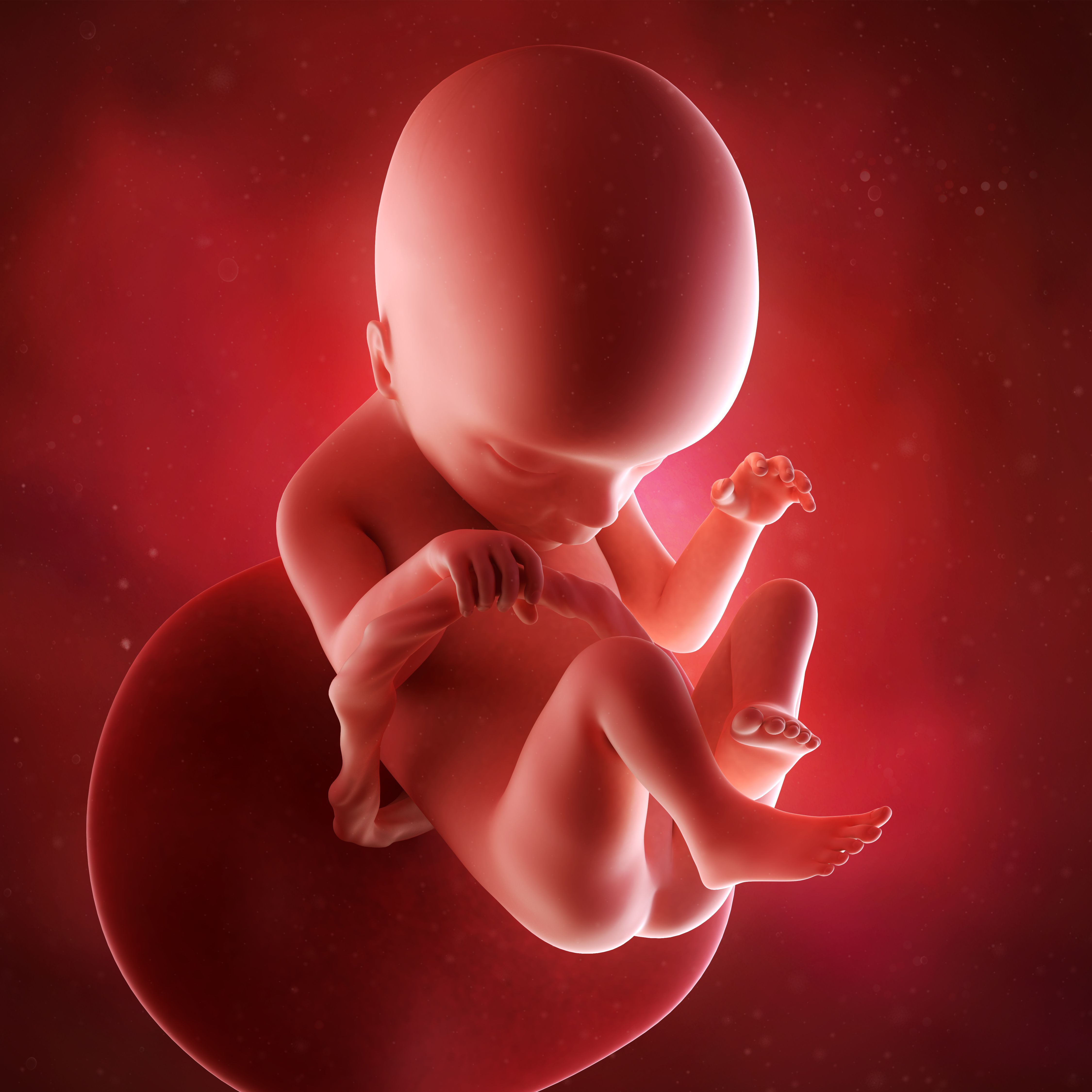 Эмбрион на 18 неделе беременности