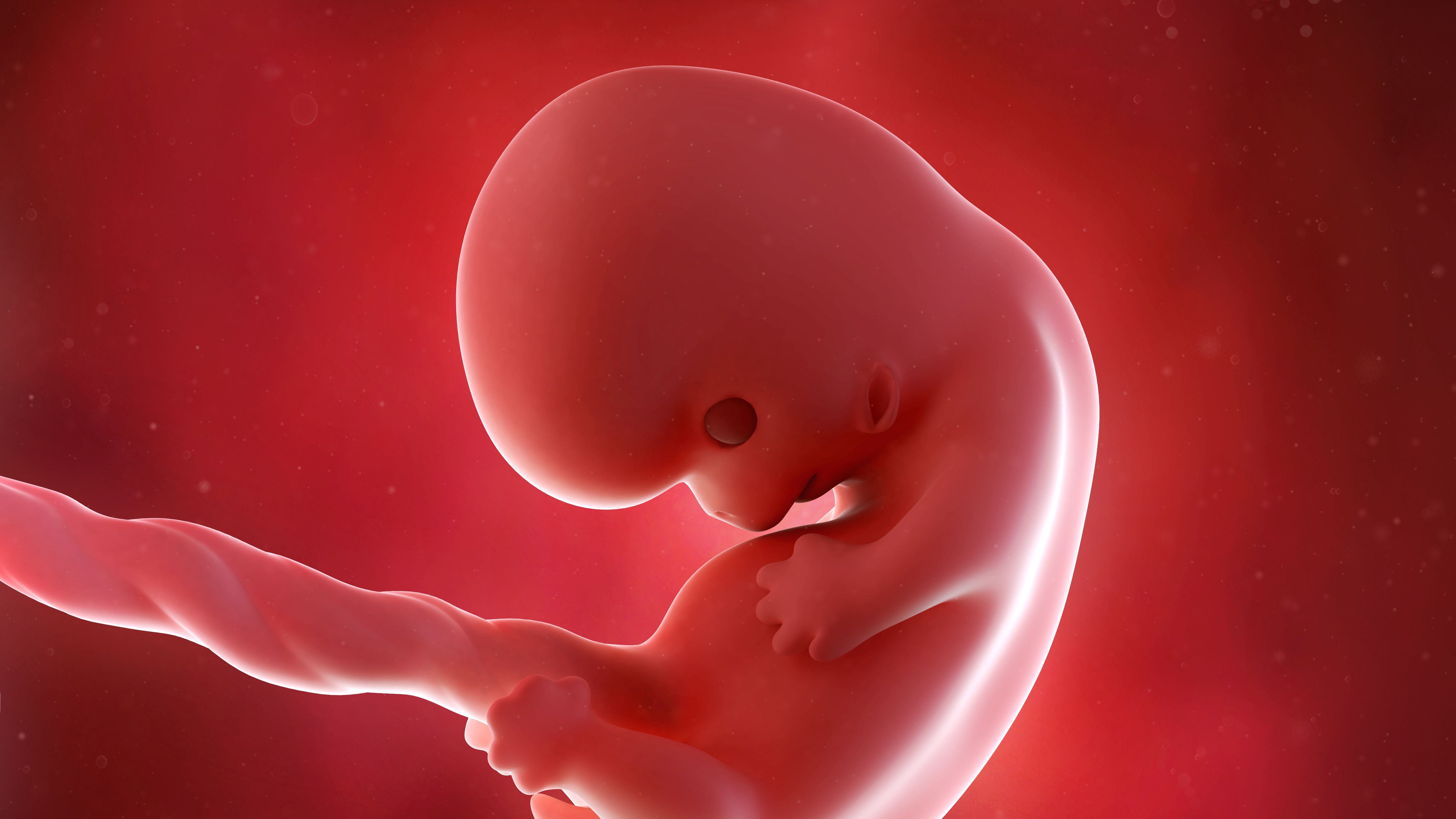 Ребенок в утробе 8 недель