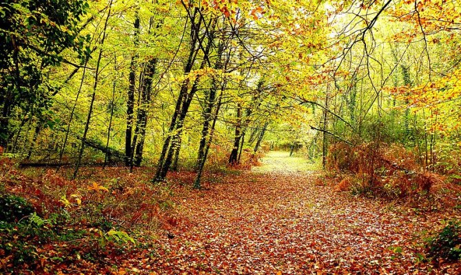 Fageda d'en Jordà