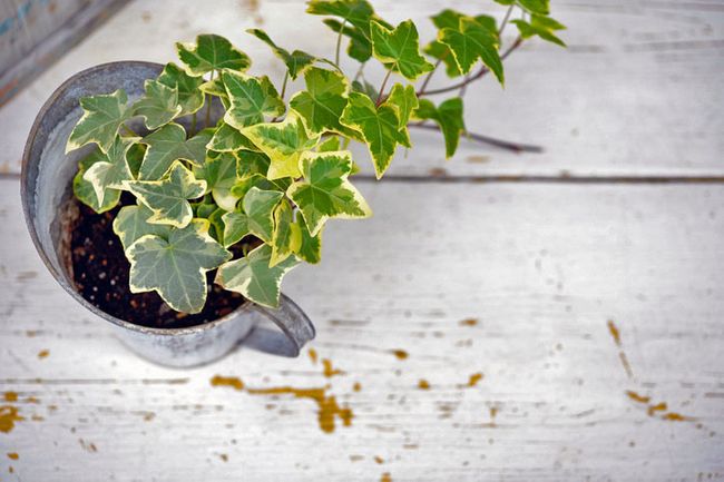 Pflanzen im Schlafzimmer: Die 7 besten Exemplare zum Durchschlafen Pflanzen im Schlafzimmer: Die 7 besten Exemplare zum Durchschlafen