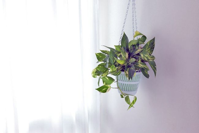 Pflanzen im Schlafzimmer: Die 7 besten Exemplare zum Durchschlafen Pflanzen im Schlafzimmer: Die 7 besten Exemplare zum Durchschlafen