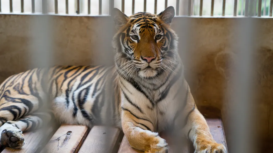 La colère après la mort d'un tigre, abattu par le personnel d'un cirque à Paris