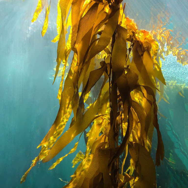 Para que sirve el alga kelp