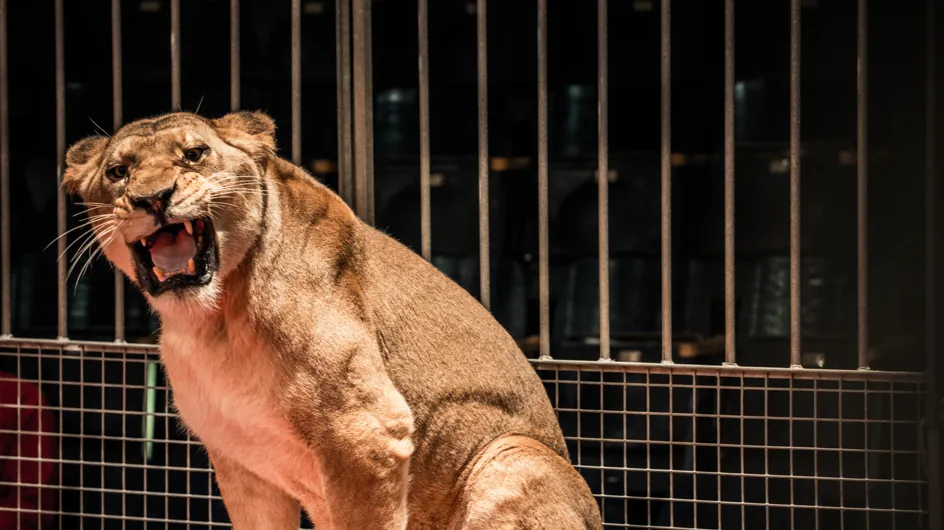 La ville de Rennes dit non aux animaux sauvages dans les cirques