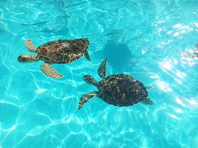 Turtle Hospital