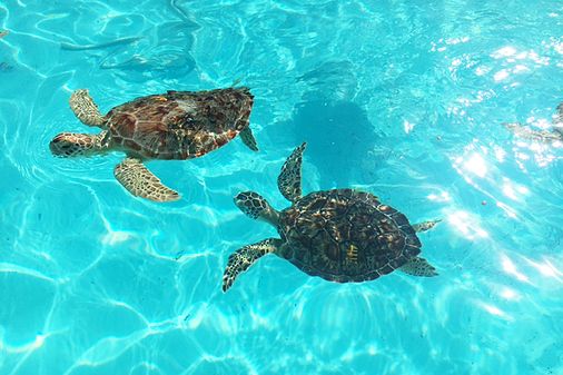 Turtle Hospital