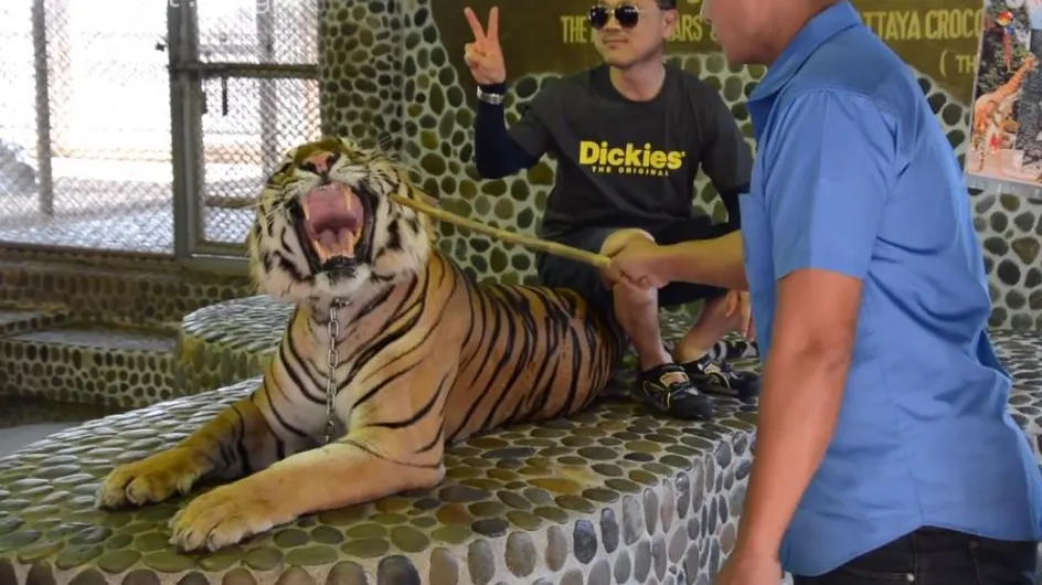 Cette vidéo d’un “tigre à selfies” en Thaïlande est insupportable !
