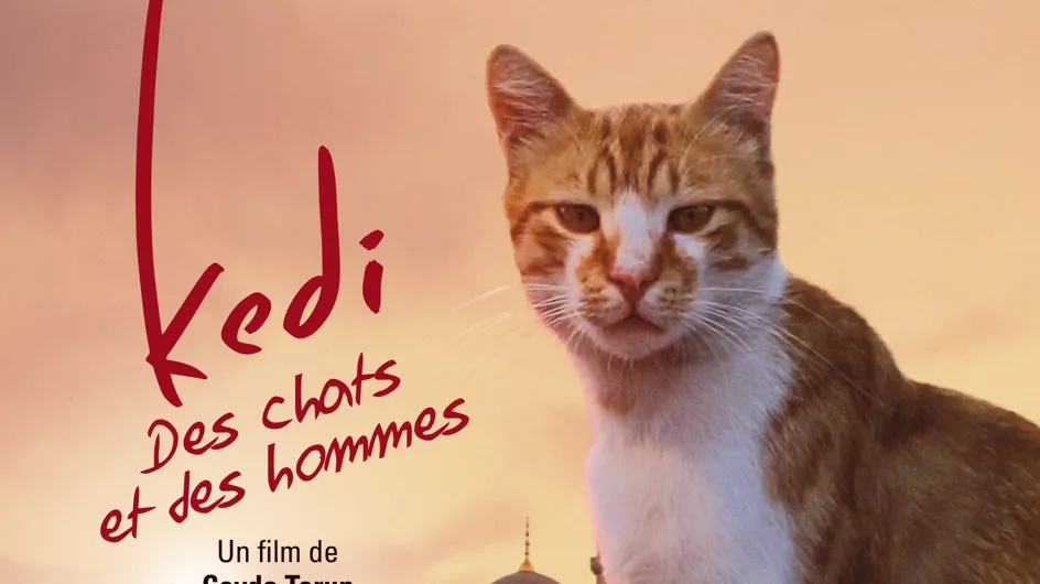 Kedi des chats et des hommes, une ôde cinématographique aux félins d’Istanbul !