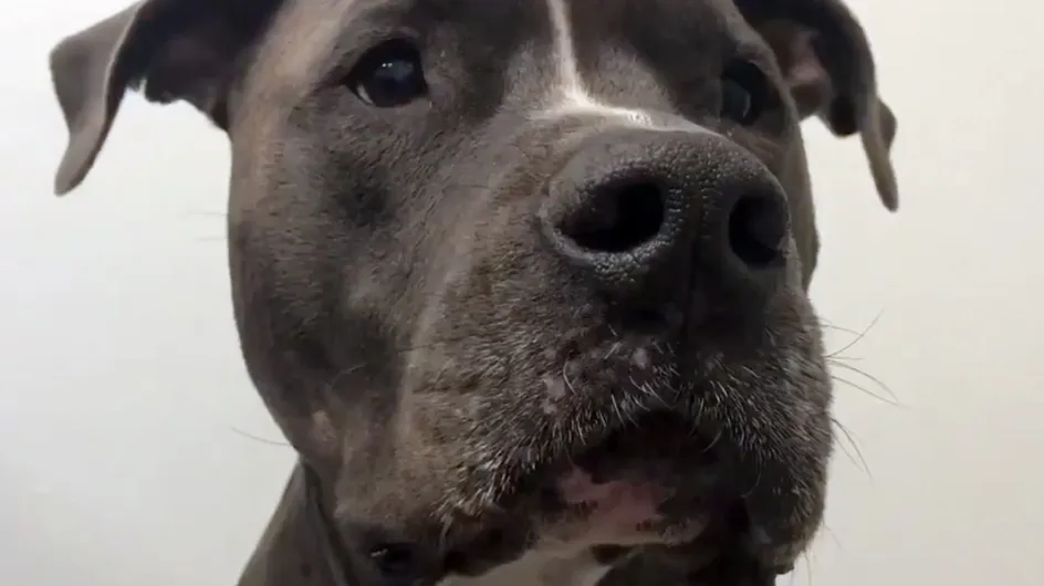 Le tuto make-up de ce chien a déjà été vu plus d'1 million de fois (Vidéo)