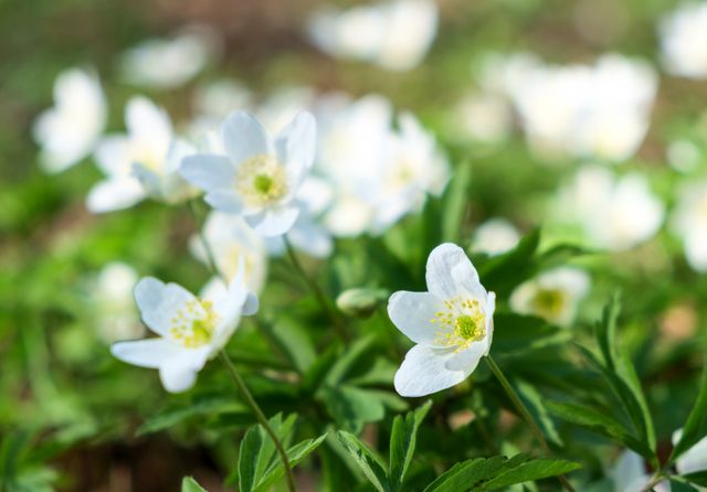 Classici O Originali I Piu Bei Fiori Da Piantare In Primavera