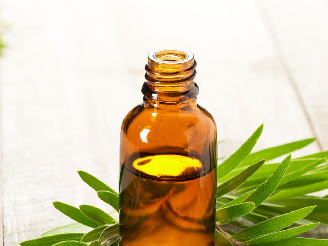 burlarse de absceso Concurso Para que sirve el aceite del árbol del te? 20 usos sorprendentes