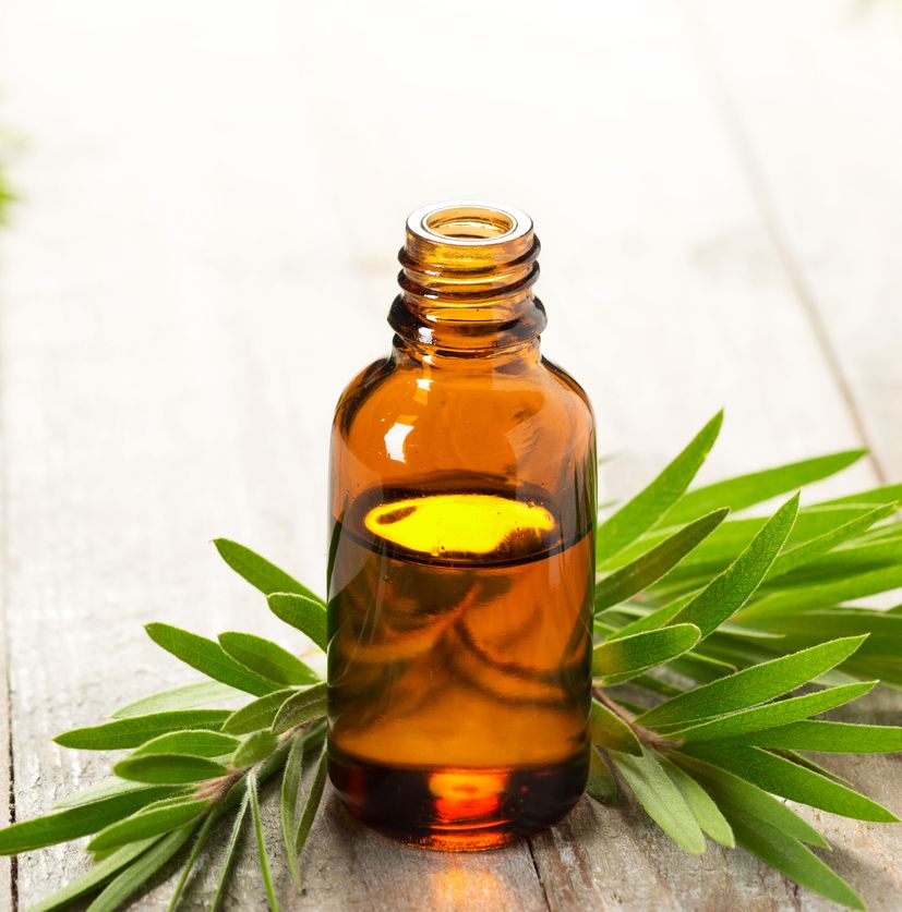 nosotros crédito Médico Para que sirve el aceite del árbol del te? 20 usos sorprendentes