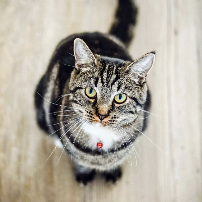 Welche Katze Passt Zu Mir Finde Es Im Test Heraus