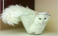 Los gatitos contorsionistas m�s monos del mundo
