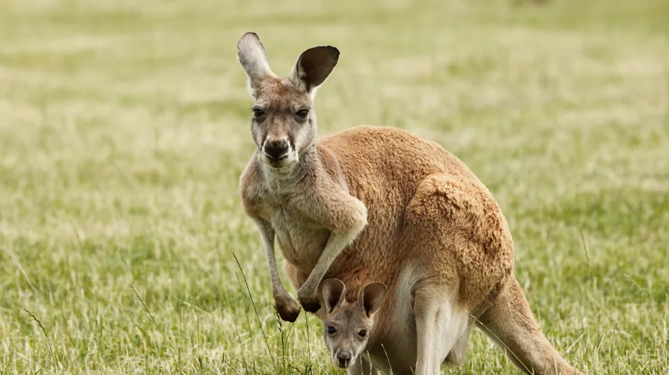 Ignoble ! Les visiteurs d'un zoo lancent des pierres à un kangourou qui succombe aux coups