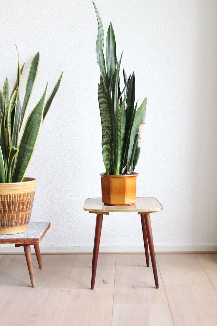 Quelle Plante Avoir Dans La Chambre