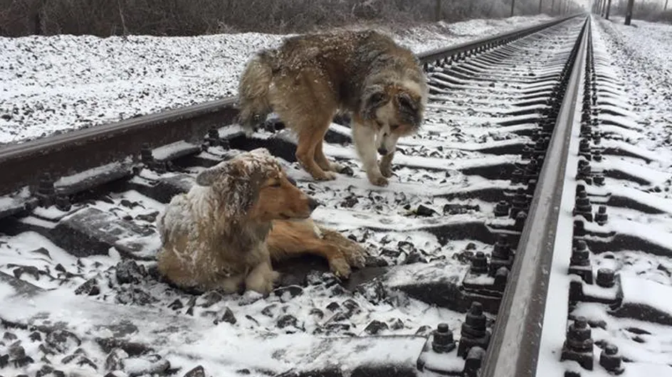 Incroyable ! Ce chien sauve son amie bloquée sur une voie ferrée (vidéo)