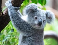 Animaux Droles Dernieres News Et Buzz Videos Photos