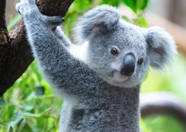 Quiz Reincarnation Test En Quel Animal Vous Reincarner