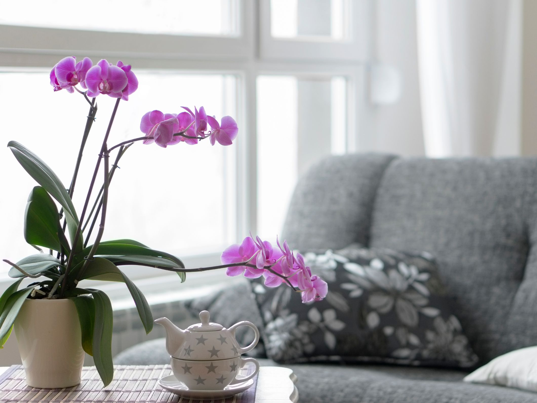 Cómo cuidar una orquídea - Todo sobre las orquideas