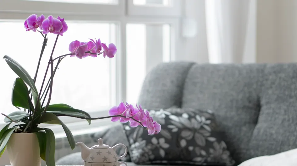 Cómo cuidar una orquídea: trucos y curiosidades que debes saber