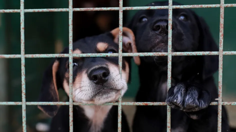 La Corée du Sud va-t-elle enfin interdire le meurtre de chiens pour leur viande ?
