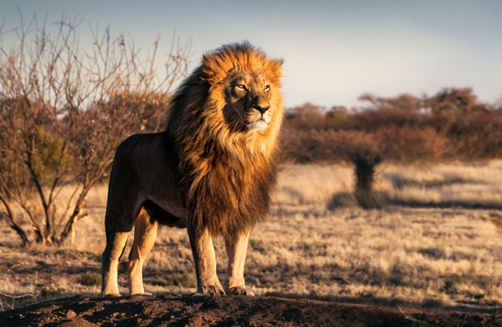 Qué animal eres según tu personalidad?