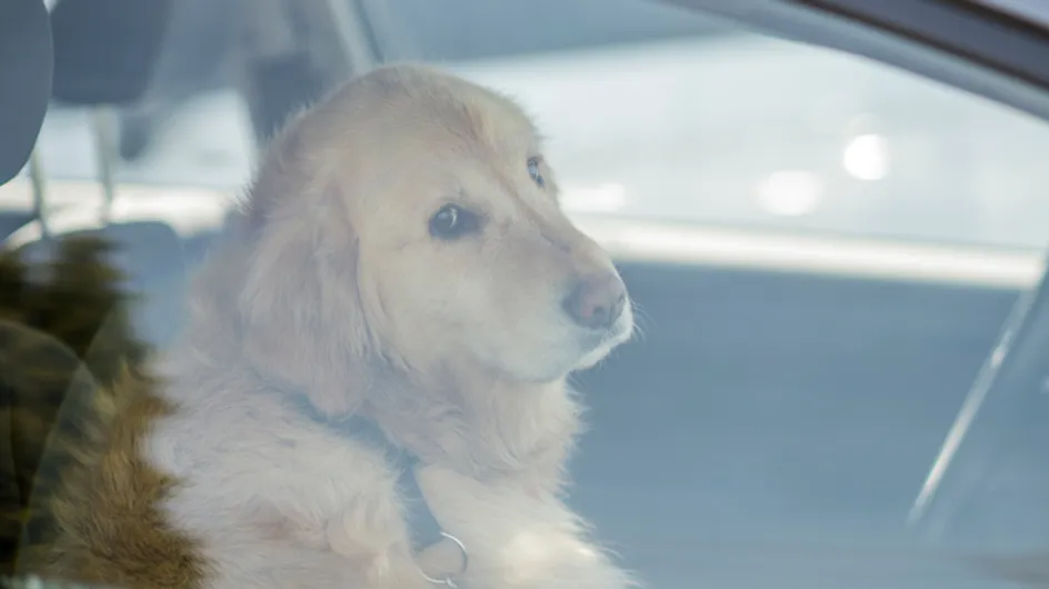 Elle s’enferme dans une voiture pour montrer les effets désastreux que cela peut avoir sur les chiens l’été