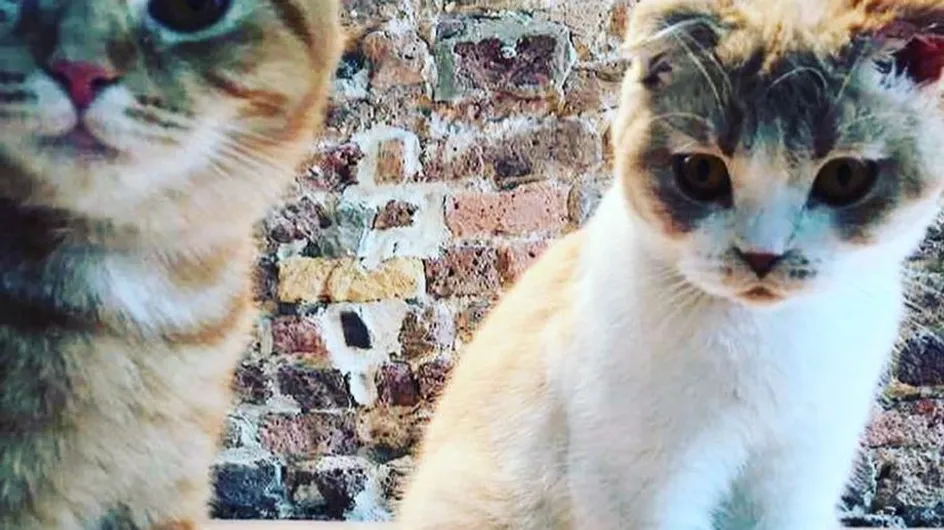 On fond ! Ed Sheeran a ouvert un compte Instagram à ses chats (Photos)