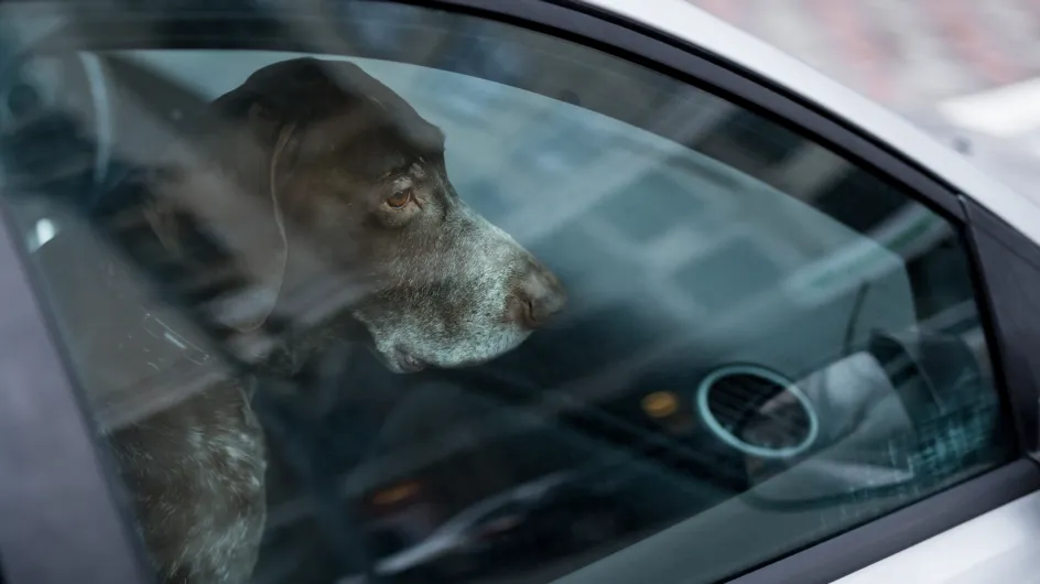 Que faire quand on voit un chien enfermé dans une voiture par cette canicule ?