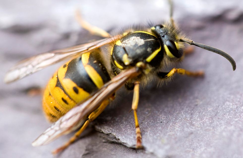 9 Hausmittel Gegen Wespen Die Vertreiben Sie Effektiv
