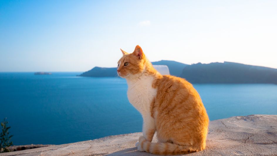 Job De Reve Et Si Vous Vous Occupiez De 55 Chats En Grece