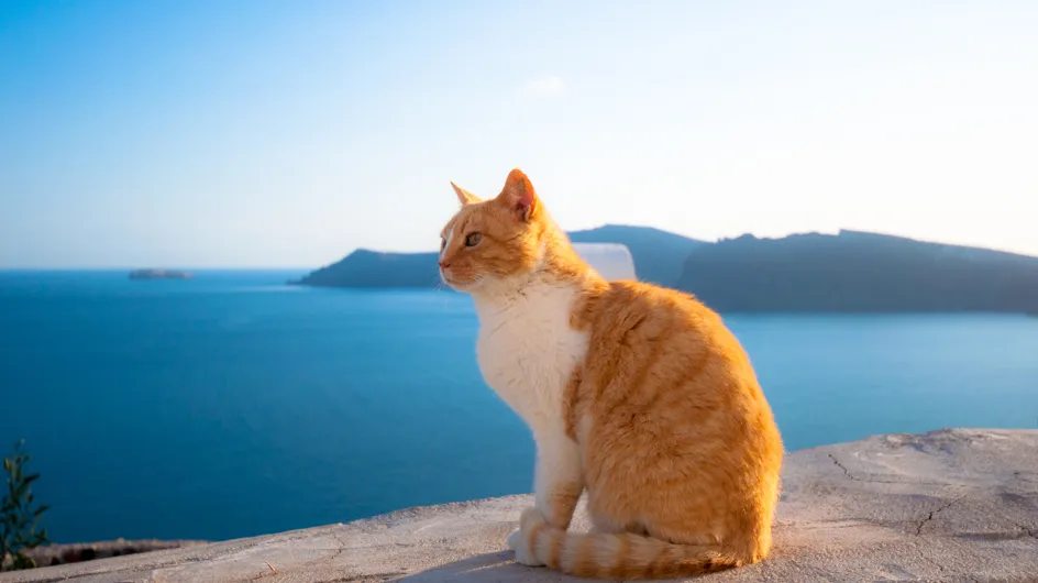 S'occuper de 55 chats en Grèce ? On a trouvé LE job de rêve !