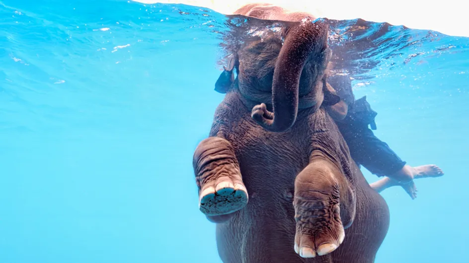 Scandaleux ! Des éléphants forcés de nager dans un aquarium pour divertir les touristes (vidéo)