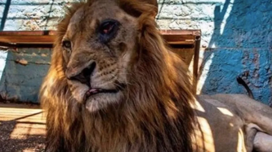Grâce à la police, ces 11 animaux ont été sauvés de conditions de vie "infernales" dans un zoo privé (vidéo)
