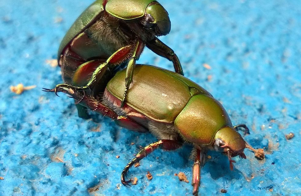 Sex Diat Diese Stellung Verbrennt Am Meisten Kalorien