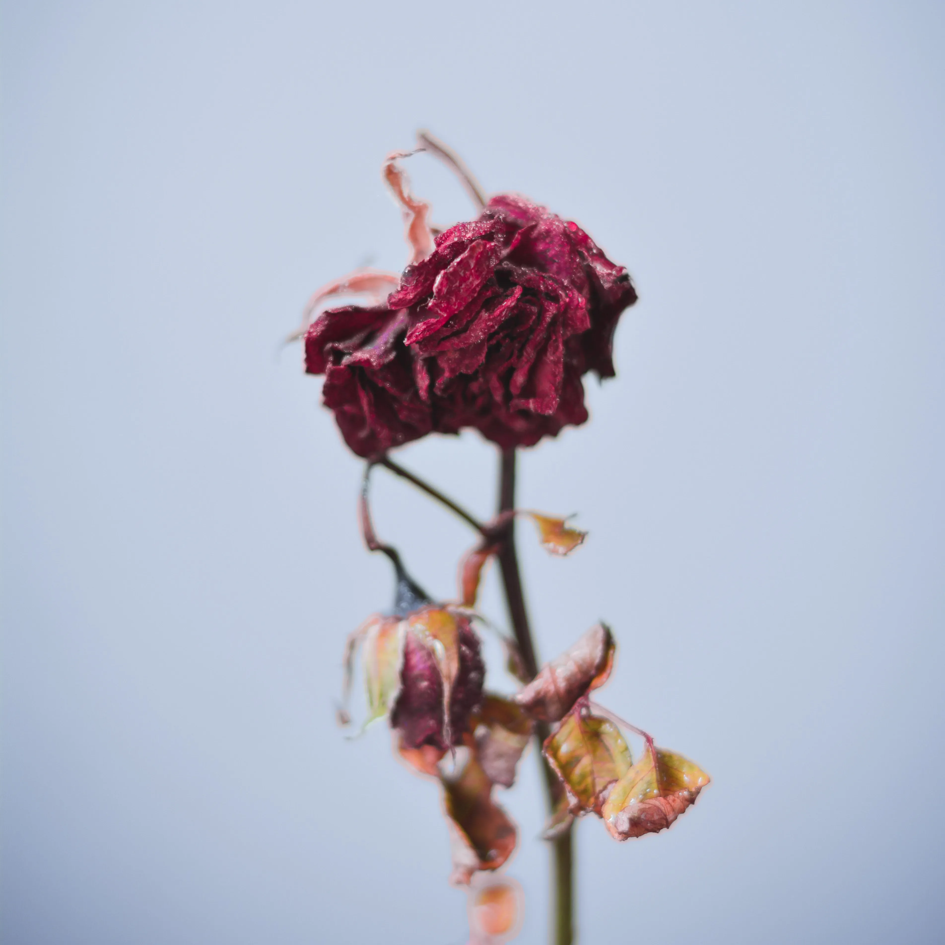 Was Passiert Wenn Man Stirbt