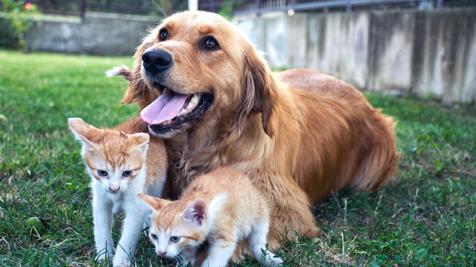 Le Noël des animaux de la SPA : 400 chiens et chats sont à adopter