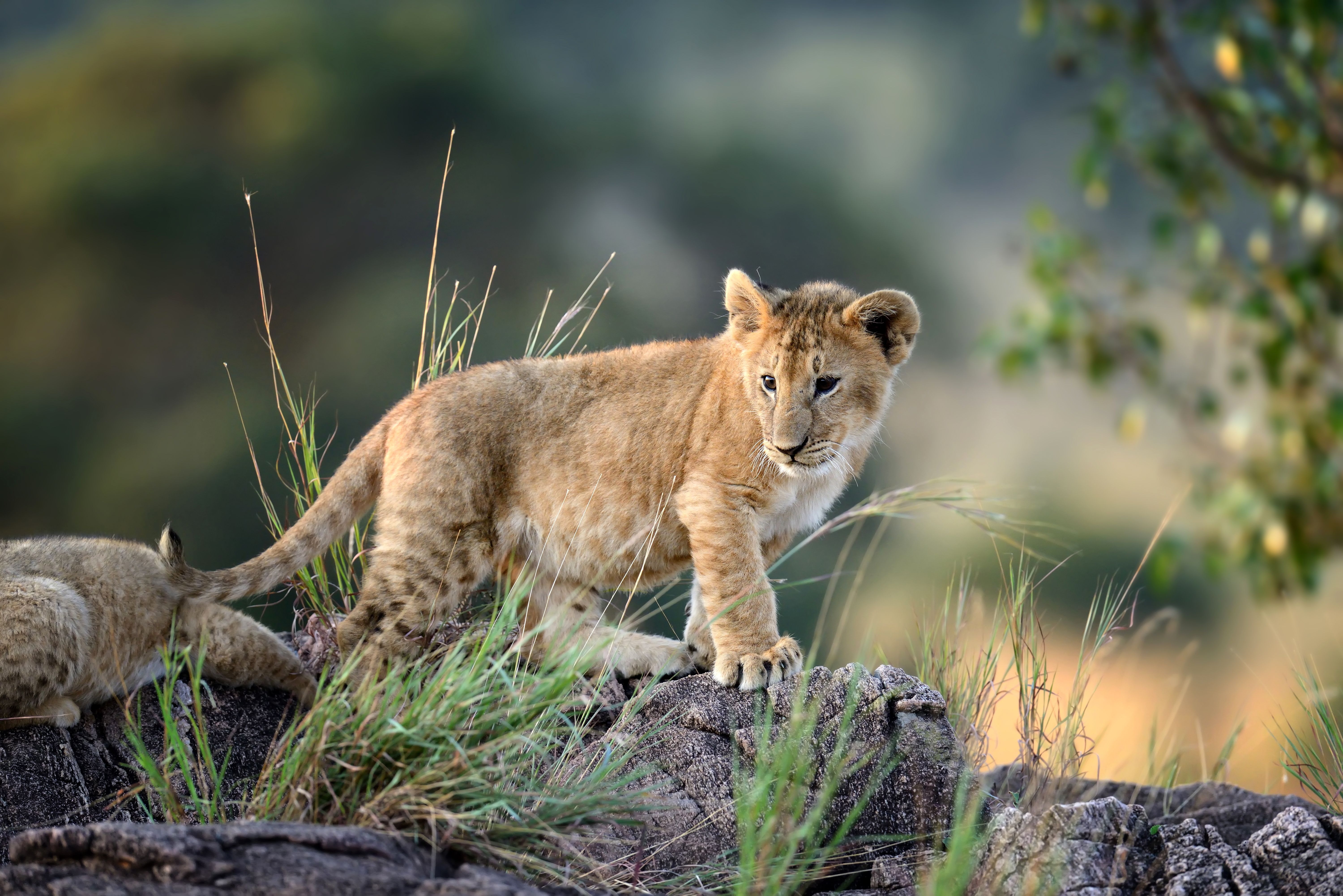 Adopter Un Lionceau C Est La Nouvelle Tendance Deplorable En France