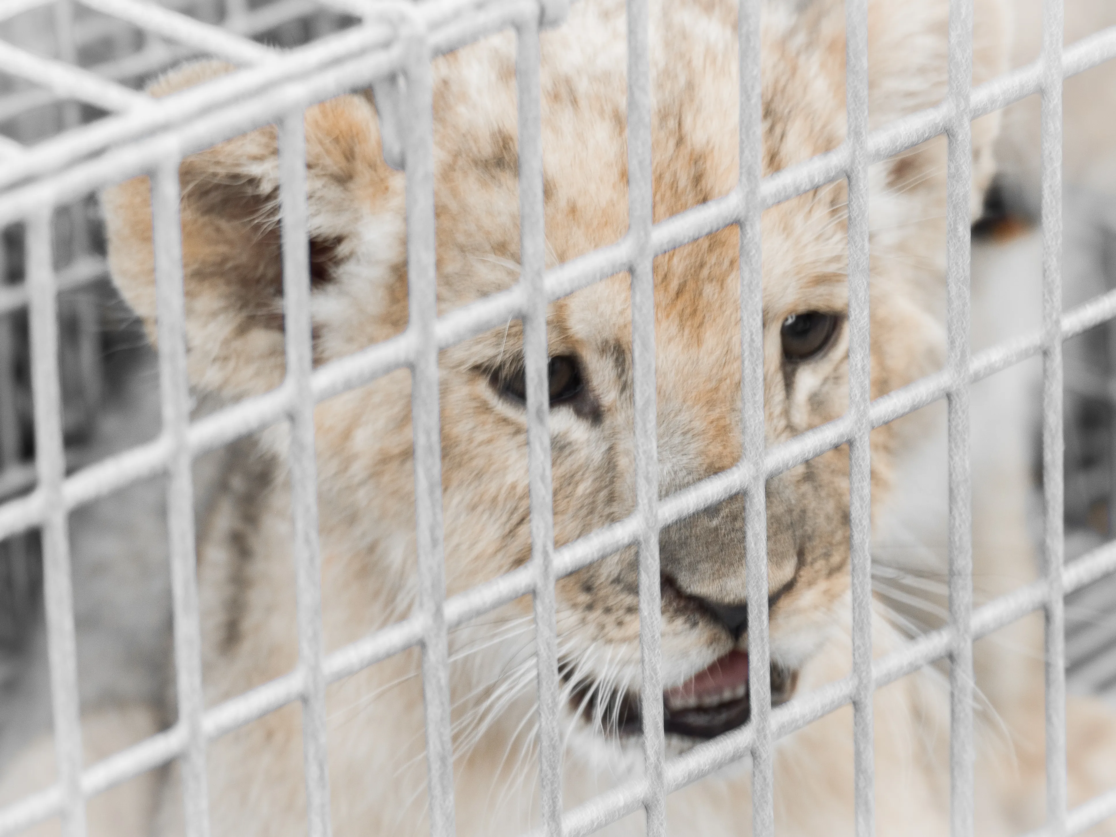 Adopter Un Lionceau C Est La Nouvelle Tendance Deplorable En France