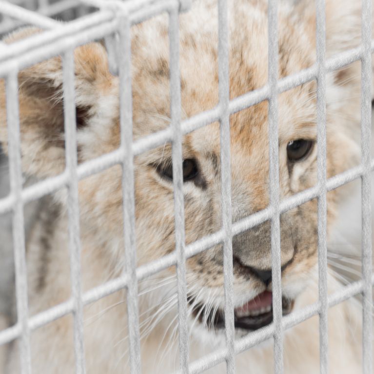 Adopter un lionceau, c'est la nouvelle tendance d?�plorable en France