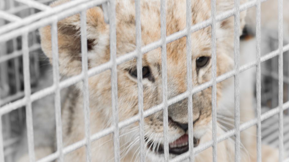 Adopter Un Lionceau C Est La Nouvelle Tendance Deplorable En France