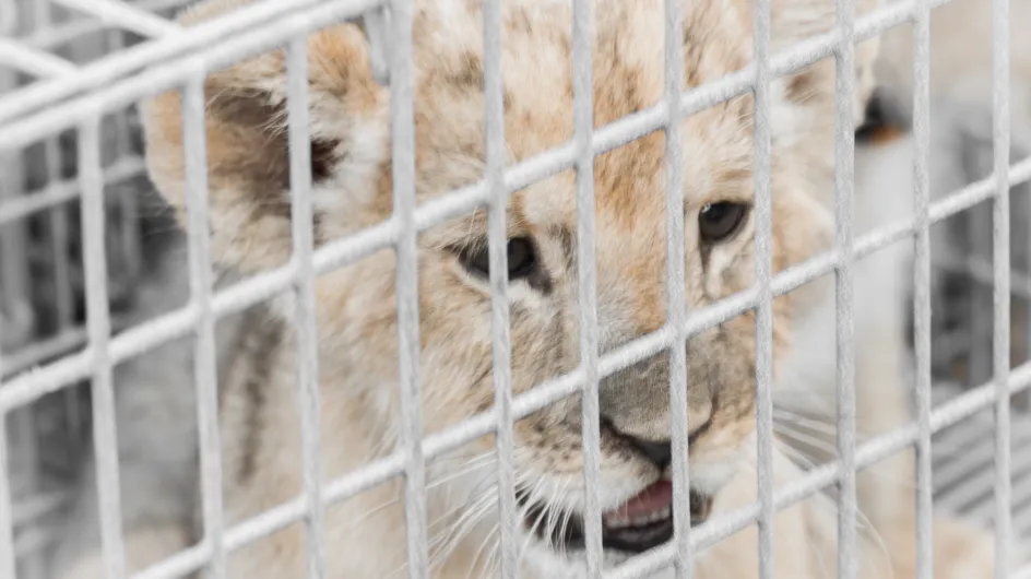 Adopter un lionceau, c'est la nouvelle tendance déplorable en France