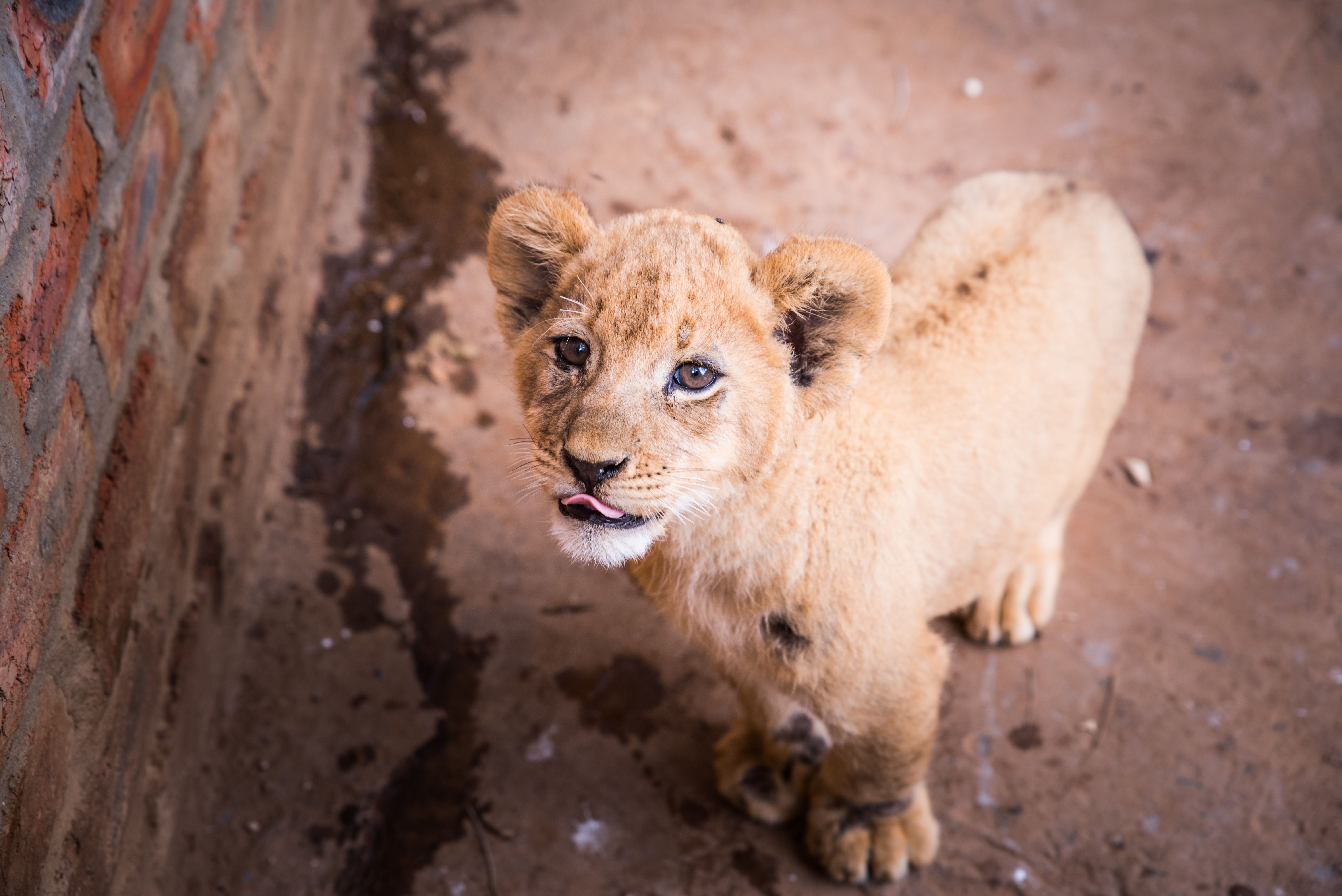 Adopter Un Lionceau C Est La Nouvelle Tendance Deplorable En France