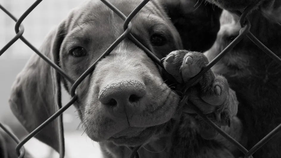 Cette campagne contre l'abandon des animaux nous met la larme à l'œil (vidéo)